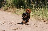 KING CHARLES SPANIEL 183